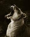 Picture of Yawning lion _GroupedProduct_Rectangle_Portrait_Photography _GroupedProduct_Rectangle_Portrait_Unframed_Print_Only_