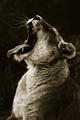 Picture of Yawning lion _GroupedProduct_Rectangle_Portrait_Photography _GroupedProduct_Rectangle_Portrait_Unframed_Print_Only_