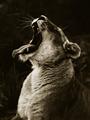 Picture of Yawning lion _GroupedProduct_Rectangle_Portrait_Photography _GroupedProduct_Rectangle_Portrait_Unframed_Print_Only_