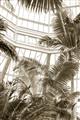 Picture of Tropical Greenhouse ll _GroupedProduct_Rectangle_Portrait_Photography _GroupedProduct_Rectangle_Portrait_Unframed_Print_Only_