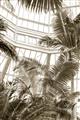 Picture of Tropical Greenhouse ll _GroupedProduct_Rectangle_Portrait_Photography _GroupedProduct_Rectangle_Portrait_Unframed_Print_Only_