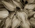 Picture of Chinese Evergreen  _GroupedProduct_Rectangle_Landscape_Photography _GroupedProduct_Rectangle_Landscape_Unframed_Print_Only_