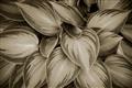 Picture of Chinese Evergreen  _GroupedProduct_Rectangle_Landscape_Photography _GroupedProduct_Rectangle_Landscape_Unframed_Print_Only_