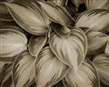 Picture of Chinese Evergreen  _GroupedProduct_Rectangle_Landscape_Photography _GroupedProduct_Rectangle_Landscape_Unframed_Print_Only_