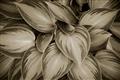 Picture of Chinese Evergreen  _GroupedProduct_Rectangle_Landscape_Photography _GroupedProduct_Rectangle_Landscape_Unframed_Print_Only_