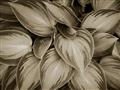 Picture of Chinese Evergreen  _GroupedProduct_Rectangle_Landscape_Photography _GroupedProduct_Rectangle_Landscape_Unframed_Print_Only_