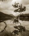 Picture of Tree Reflection _GroupedProduct_Rectangle_Portrait_Photography _GroupedProduct_Rectangle_Portrait_Unframed_Print_Only_