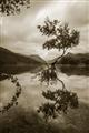 Picture of Tree Reflection _GroupedProduct_Rectangle_Portrait_Photography _GroupedProduct_Rectangle_Portrait_Unframed_Print_Only_