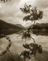 Picture of Tree Reflection _GroupedProduct_Rectangle_Portrait_Photography _GroupedProduct_Rectangle_Portrait_Unframed_Print_Only_