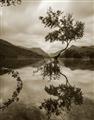 Picture of Tree Reflection _GroupedProduct_Rectangle_Portrait_Photography _GroupedProduct_Rectangle_Portrait_Unframed_Print_Only_