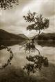 Picture of Tree Reflection _GroupedProduct_Rectangle_Portrait_Photography _GroupedProduct_Rectangle_Portrait_Unframed_Print_Only_