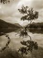 Picture of Tree Reflection _GroupedProduct_Rectangle_Portrait_Photography _GroupedProduct_Rectangle_Portrait_Unframed_Print_Only_