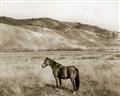 Picture of Mustard Grass Horse _GroupedProduct_Rectangle_Landscape_Photography _GroupedProduct_Rectangle_Landscape_Unframed_Print_Only_