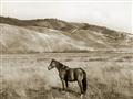Picture of Mustard Grass Horse _GroupedProduct_Rectangle_Landscape_Photography _GroupedProduct_Rectangle_Landscape_Unframed_Print_Only_