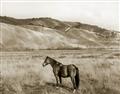 Picture of Mustard Grass Horse _GroupedProduct_Rectangle_Landscape_Photography _GroupedProduct_Rectangle_Landscape_Unframed_Print_Only_
