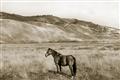 Picture of Mustard Grass Horse _GroupedProduct_Rectangle_Landscape_Photography _GroupedProduct_Rectangle_Landscape_Unframed_Print_Only_