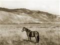 Picture of Mustard Grass Horse _GroupedProduct_Rectangle_Landscape_Photography _GroupedProduct_Rectangle_Landscape_Unframed_Print_Only_