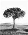 Picture of The Only Tree _GroupedProduct_Rectangle_Portrait_Photography _GroupedProduct_Rectangle_Portrait_Unframed_Print_Only_