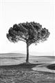 Picture of The Only Tree _GroupedProduct_Rectangle_Portrait_Photography _GroupedProduct_Rectangle_Portrait_Unframed_Print_Only_