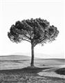 Picture of The Only Tree _GroupedProduct_Rectangle_Portrait_Photography _GroupedProduct_Rectangle_Portrait_Unframed_Print_Only_
