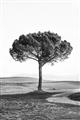 Picture of The Only Tree _GroupedProduct_Rectangle_Portrait_Photography _GroupedProduct_Rectangle_Portrait_Unframed_Print_Only_