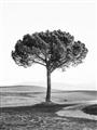 Picture of The Only Tree _GroupedProduct_Rectangle_Portrait_Photography _GroupedProduct_Rectangle_Portrait_Unframed_Print_Only_