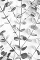 Picture of Eucalyptus Vine _GroupedProduct_Rectangle_Portrait_Photography _GroupedProduct_Rectangle_Portrait_Unframed_Print_Only_