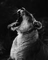 Picture of Yawning lion _GroupedProduct_Rectangle_Portrait_Photography _GroupedProduct_Rectangle_Portrait_Unframed_Print_Only_