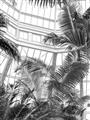 Picture of Tropical Greenhouse ll _GroupedProduct_Rectangle_Portrait_Photography _GroupedProduct_Rectangle_Portrait_Unframed_Print_Only_