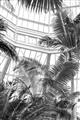 Picture of Tropical Greenhouse ll _GroupedProduct_Rectangle_Portrait_Photography _GroupedProduct_Rectangle_Portrait_Unframed_Print_Only_