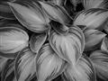 Picture of Chinese Evergreen  _GroupedProduct_Rectangle_Landscape_Photography _GroupedProduct_Rectangle_Landscape_Unframed_Print_Only_
