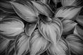 Picture of Chinese Evergreen  _GroupedProduct_Rectangle_Landscape_Photography _GroupedProduct_Rectangle_Landscape_Unframed_Print_Only_