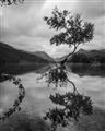 Picture of Tree Reflection _GroupedProduct_Rectangle_Portrait_Photography _GroupedProduct_Rectangle_Portrait_Unframed_Print_Only_