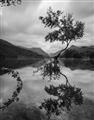 Picture of Tree Reflection _GroupedProduct_Rectangle_Portrait_Photography _GroupedProduct_Rectangle_Portrait_Unframed_Print_Only_
