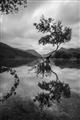 Picture of Tree Reflection _GroupedProduct_Rectangle_Portrait_Photography _GroupedProduct_Rectangle_Portrait_Unframed_Print_Only_