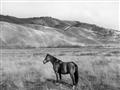 Picture of Mustard Grass Horse _GroupedProduct_Rectangle_Landscape_Photography _GroupedProduct_Rectangle_Landscape_Unframed_Print_Only_
