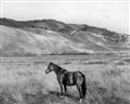 Picture of Mustard Grass Horse _GroupedProduct_Rectangle_Landscape_Photography _GroupedProduct_Rectangle_Landscape_Unframed_Print_Only_