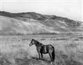Picture of Mustard Grass Horse _GroupedProduct_Rectangle_Landscape_Photography _GroupedProduct_Rectangle_Landscape_Unframed_Print_Only_