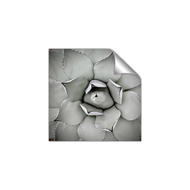 Picture of Eye of the Succulent _GroupedProduct_Square_Photography _GroupedProduct_Square_Unframed_Print_Only_