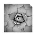 Picture of Eye of the Succulent _GroupedProduct_Square_Photography _GroupedProduct_Square_Unframed_Print_Only_