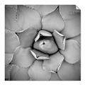 Picture of Eye of the Succulent _GroupedProduct_Square_Photography _GroupedProduct_Square_Unframed_Print_Only_
