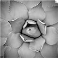 Picture of Eye of the Succulent _GroupedProduct_Square_Photography _GroupedProduct_Square_Unframed_Print_Only_