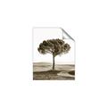 Picture of The Only Tree _GroupedProduct_Rectangle_Portrait_Photography _GroupedProduct_Rectangle_Portrait_Unframed_Print_Only_