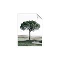 Picture of The Only Tree _GroupedProduct_Rectangle_Portrait_Photography _GroupedProduct_Rectangle_Portrait_Unframed_Print_Only_