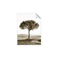 Picture of The Only Tree _GroupedProduct_Rectangle_Portrait_Photography _GroupedProduct_Rectangle_Portrait_Unframed_Print_Only_