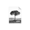 Picture of The Only Tree _GroupedProduct_Rectangle_Portrait_Photography _GroupedProduct_Rectangle_Portrait_Unframed_Print_Only_