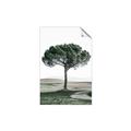 Picture of The Only Tree _GroupedProduct_Rectangle_Portrait_Photography _GroupedProduct_Rectangle_Portrait_Unframed_Print_Only_