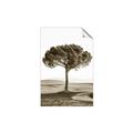 Picture of The Only Tree _GroupedProduct_Rectangle_Portrait_Photography _GroupedProduct_Rectangle_Portrait_Unframed_Print_Only_