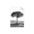 Picture of The Only Tree _GroupedProduct_Rectangle_Portrait_Photography _GroupedProduct_Rectangle_Portrait_Unframed_Print_Only_