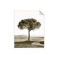 Picture of The Only Tree _GroupedProduct_Rectangle_Portrait_Photography _GroupedProduct_Rectangle_Portrait_Unframed_Print_Only_
